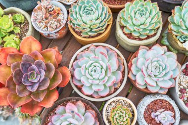 Lezzetlilerin dikdörtgen sıralaması; bir ekicinin içindeki kaktüs sulu.