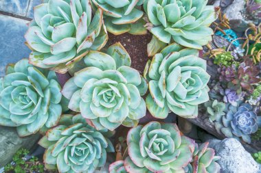 Lezzetlilerin dikdörtgen sıralaması; bir ekicinin içindeki kaktüs sulu.