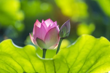 Nilüfer ya da sulu çiçek gölette