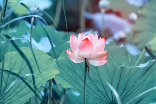 Цветущий Цветок Лотоса Саду — стоковое фото