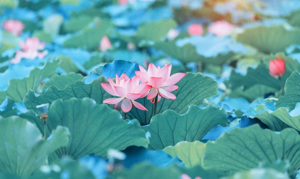 Blooming Lotus Flower Garden Pond — ストック写真