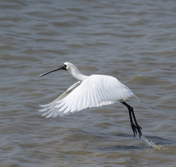 Black Faced Spoonbill Flying Waterland — Stock Photo, Image