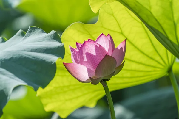 Lotus Waterlilly Flower Pond — Stock Photo, Image