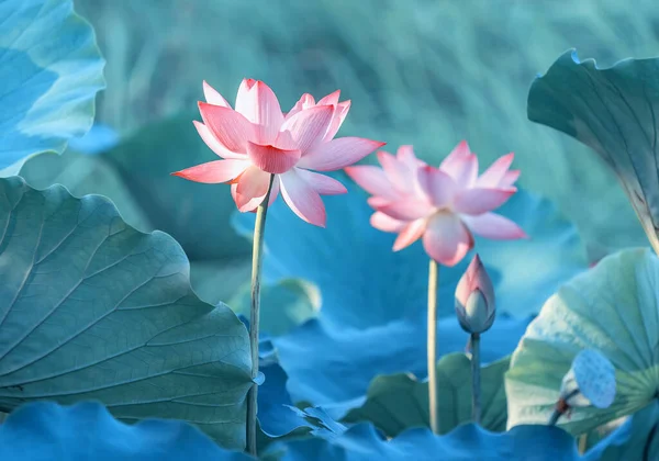 Lotus Sau Floare Apă Iaz — Fotografie, imagine de stoc