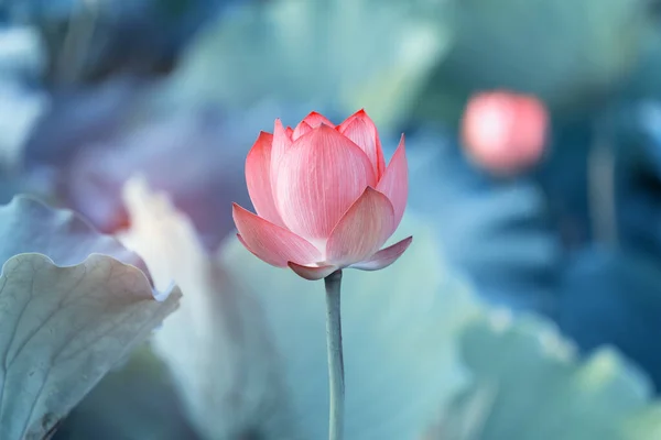Nilüfer Sulu Çiçek Gölette — Stok fotoğraf