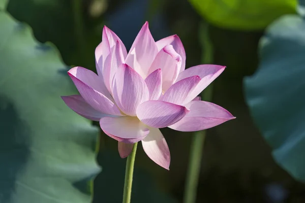 Flor Lótus Waterlilly Lago — Fotografia de Stock