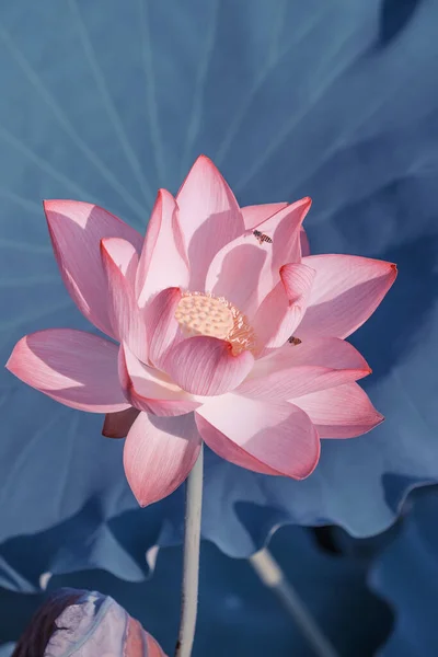 Fleur Lotus Nénuphar Dans Étang — Photo