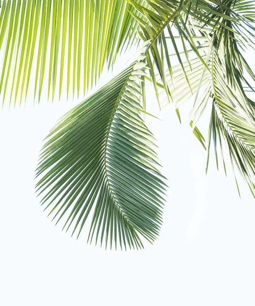 Palma Izolowana Białym Tle — Zdjęcie stockowe