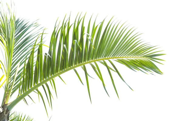 Palmera Aislada Sobre Fondo Blanco — Foto de Stock