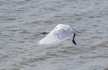 Suyun içinde uçan siyah yüzlü kaşık gagası