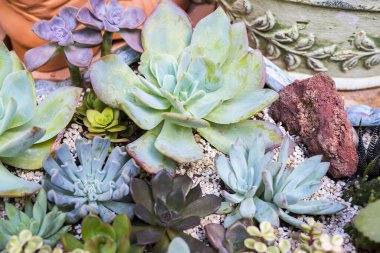  Bahçedeki minyatür sulu bitkiler