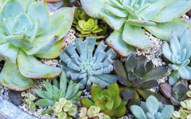  Bahçedeki minyatür sulu bitkiler