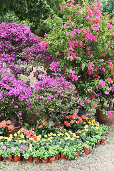 Bougainvillea Куст Цветущими Яркими Розовыми Цветами Горшке — стоковое фото