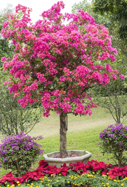 Bougainvillea Куст Цветущими Яркими Розовыми Цветами Горшке — стоковое фото