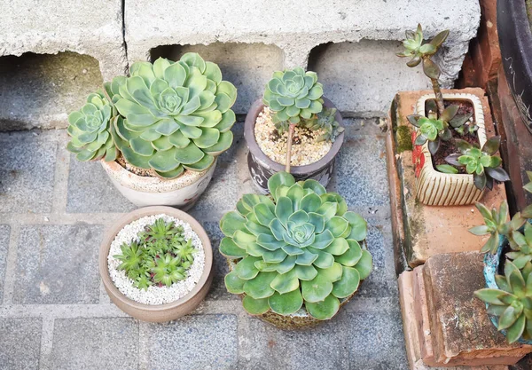 Miniature Succulent Plants Garden — Stock Photo, Image