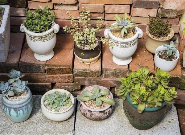 Miniature Succulent Plants Garden — Stock Photo, Image