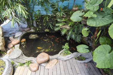 Koi balıkları havuzda