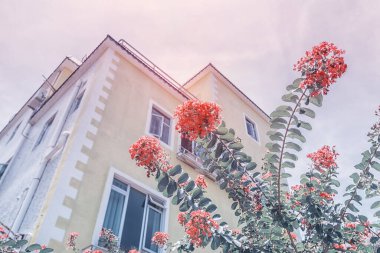 Pink crepe myrtle bush with flowers against a background of buildings clipart