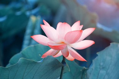 Lotus çiçeği ve lotus çiçek bitki