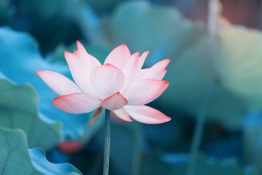 Lotus çiçeği ve lotus çiçek bitki