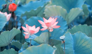 Lotus çiçeği ve lotus çiçek bitki