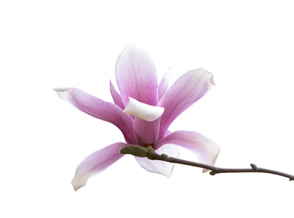 Roze Magnolia Bloemen Geïsoleerd Witte Achtergrond — Stockfoto