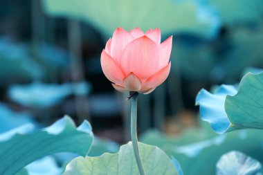 Lotus çiçeği ve lotus çiçek bitki