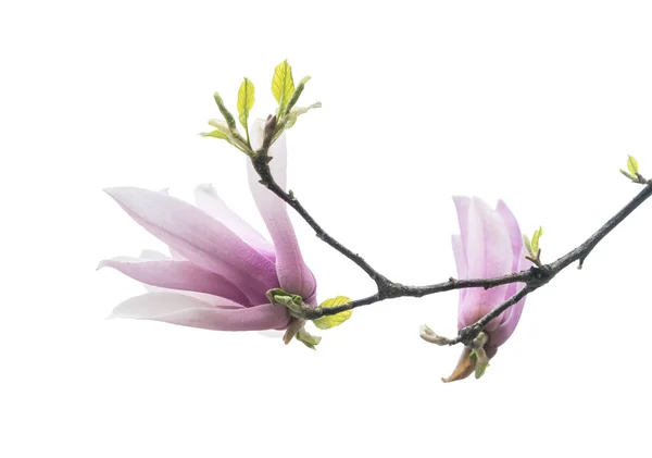 แมกโนเล ชมพ ดอกไม แยกก นบนพ นหล ขาว — ภาพถ่ายสต็อก