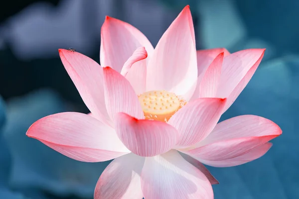 Lotus Blomma Växter Med Gröna Blad Sjön — Stockfoto