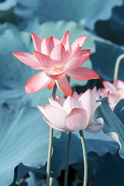 Lotus Blomma Växter Med Gröna Blad Sjön — Stockfoto