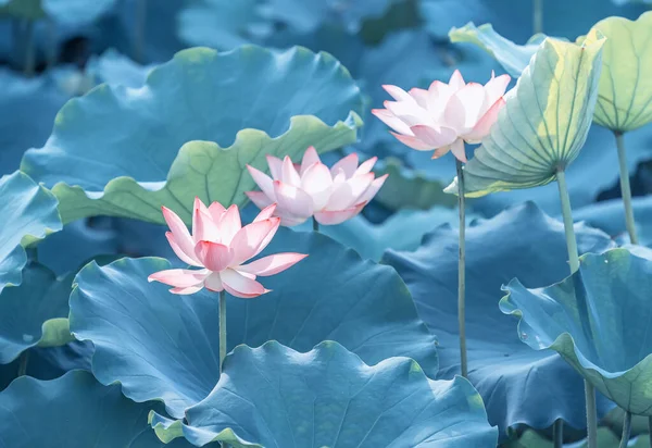 Цветки Лотоса Зелеными Листьями Озере — стоковое фото