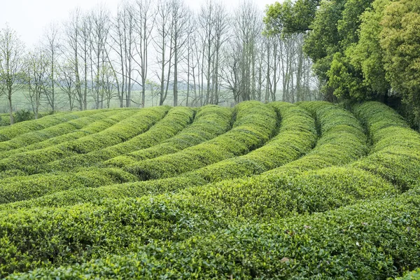 Vackra Tea Gård Landskap Jiangxi Kina — Stockfoto