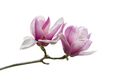 Beyaz arkaplanda izole edilmiş pembe manolya çiçekleri