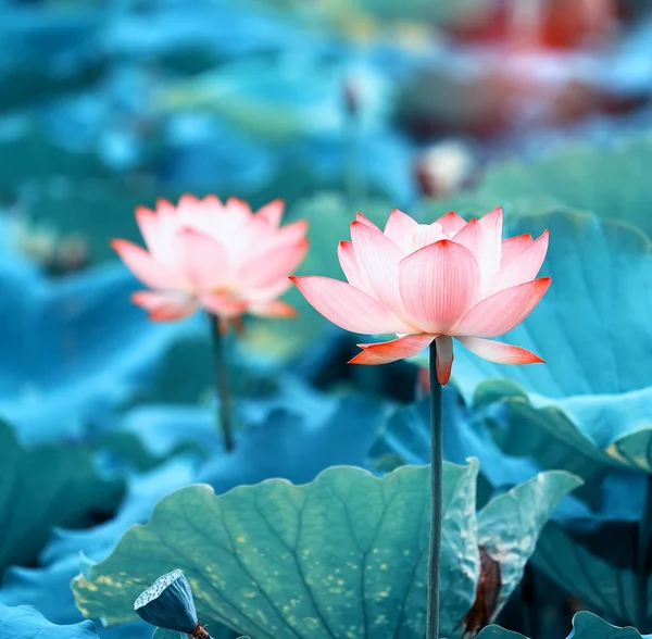 Blommande Lotusblomma Trädgården — Stockfoto