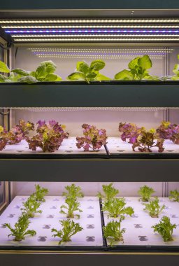 LED Light Indoor çiftliği ve tarım teknolojisi ile organik hidrofonik sebze yetiştiriliyor.