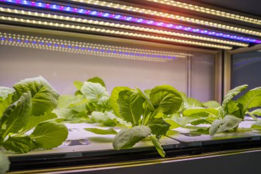 LED Light Indoor çiftliği ve tarım teknolojisi ile organik hidrofonik sebze yetiştiriliyor.