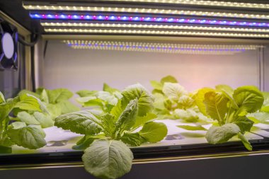 LED Light Indoor çiftliği ve tarım teknolojisi ile organik hidrofonik sebze yetiştiriliyor.