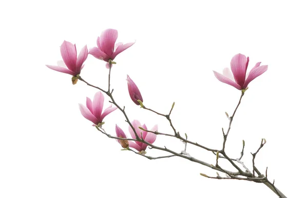 Rama Primavera Flor Magnolia Aislado Sobre Fondo Blanco —  Fotos de Stock