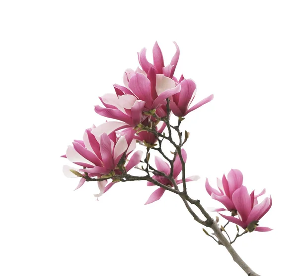 Magnolia Bloem Voorjaar Tak Geïsoleerd Witte Achtergrond — Stockfoto