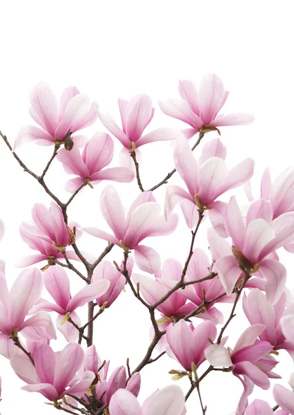 Magnolie Blume Frühling Zweig Isoliert Auf Weißem Hintergrund — Stockfoto