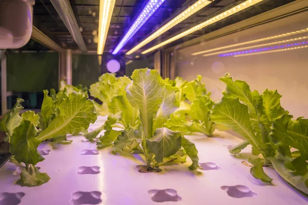 Vegetais Hidropônicos Orgânicos Crescem Com Led Light Indoor Farm Tecnologia — Fotografia de Stock