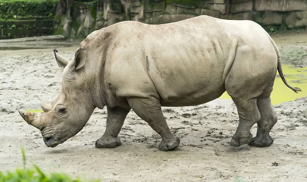 Rinoceronte Blanco Rinoceronte Labio Cuadrado — Foto de Stock