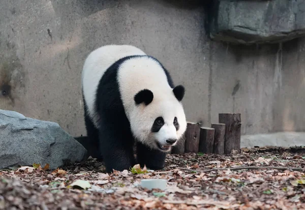 Panda Gigante Chengdu Zoológico Selvagem — Fotografia de Stock