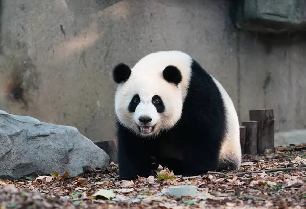 Obří Panda Chengdu Divoké Zoo — Stock fotografie