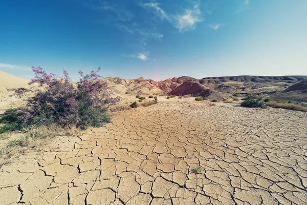 Global Warming Concept Cracked Ground — Stock Photo, Image