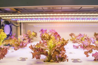 LED Light Indoor çiftliği ve tarım teknolojisi ile organik hidrofonik sebze yetiştiriliyor.