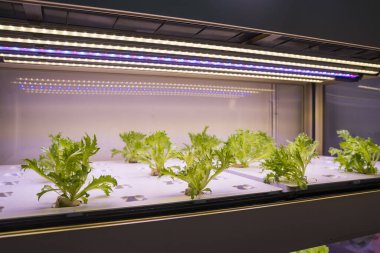 LED Light Indoor çiftliği ve tarım teknolojisi ile organik hidrofonik sebze yetiştiriliyor.