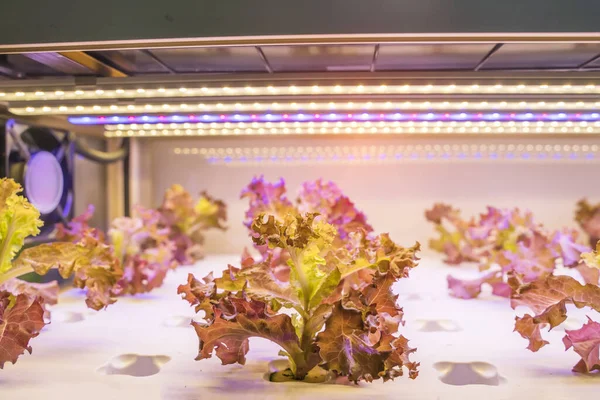 Βιολογικό Υδροπονικό Φυτό Αναπτύσσεται Led Light Indoor Farm Γεωργική Τεχνολογία — Φωτογραφία Αρχείου