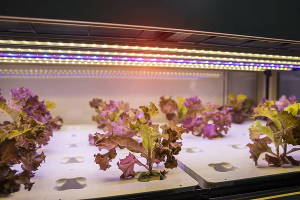 Vegetais Hidropônicos Orgânicos Crescem Com Led Light Indoor Farm Tecnologia — Fotografia de Stock