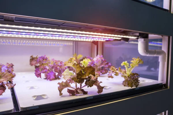 Organiczne Warzywa Hydroponiczne Rosną Led Light Indoor Farm Rolnictwo Technologia — Zdjęcie stockowe